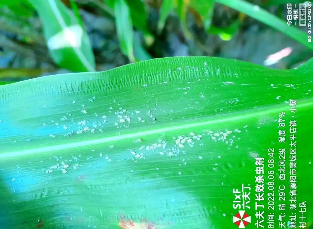 玉米蚜虫