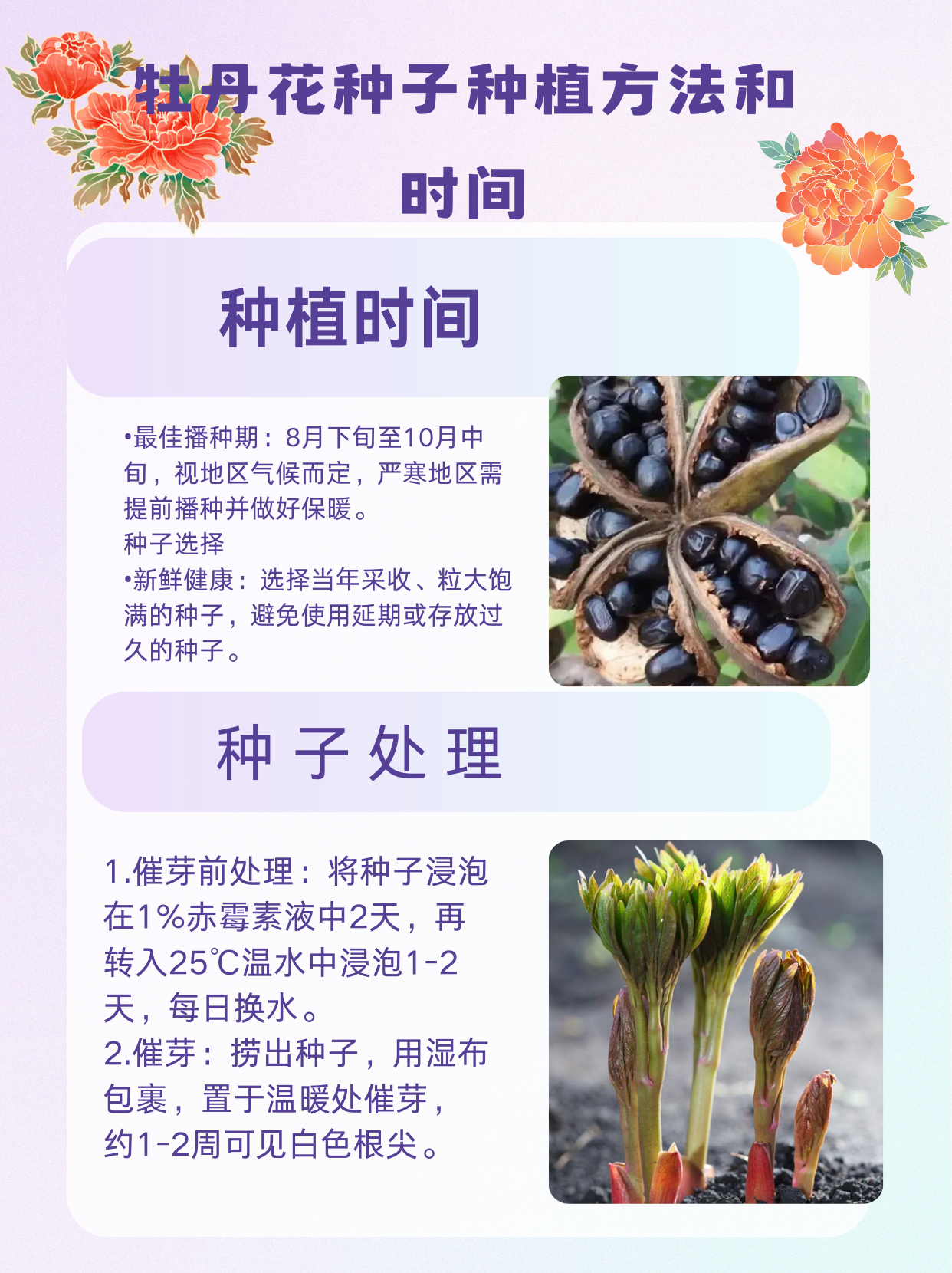 牡丹花种植