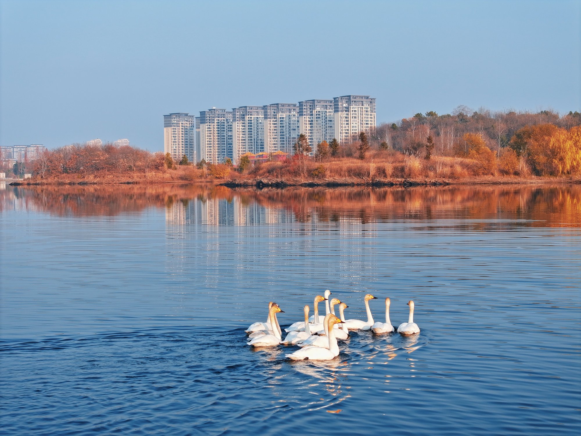 河北天鹅湖门票优惠政策深度解析及全面攻略