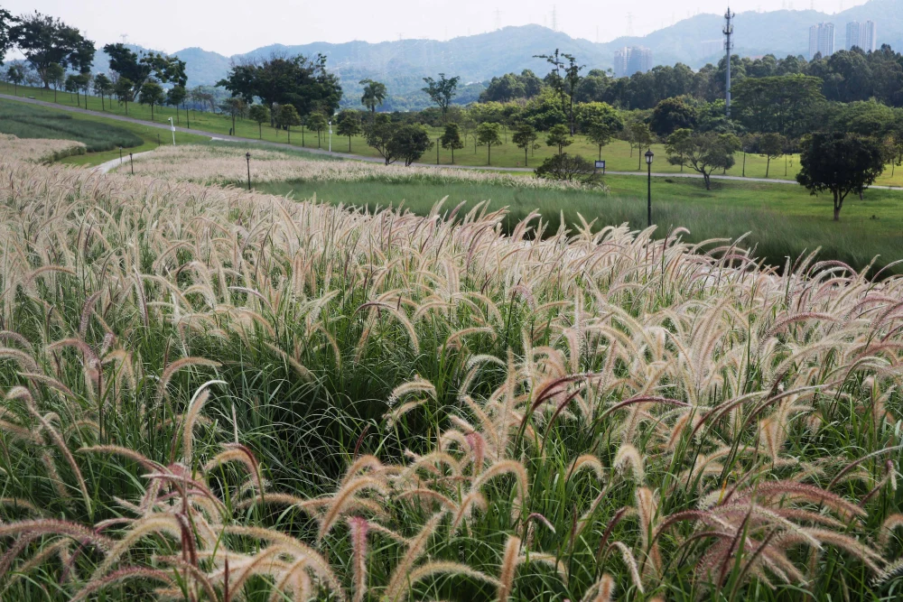 黑河陌陌上如何识别做小姐的人群