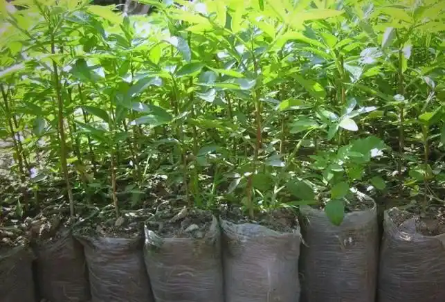 种植袋