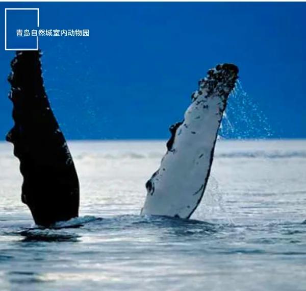 座头鲸为何喜欢和虎鲸过不去?...
