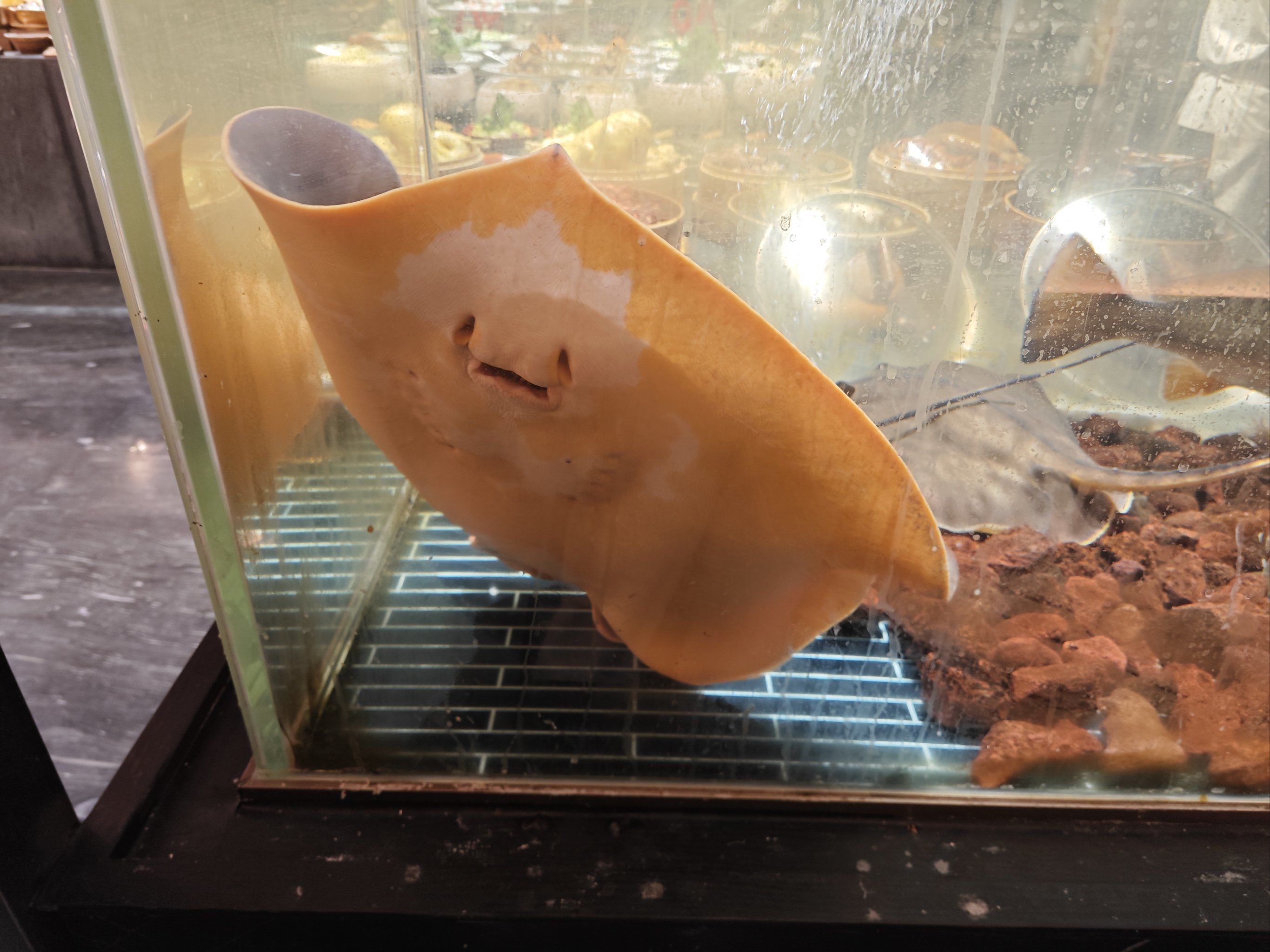 多宝鱼