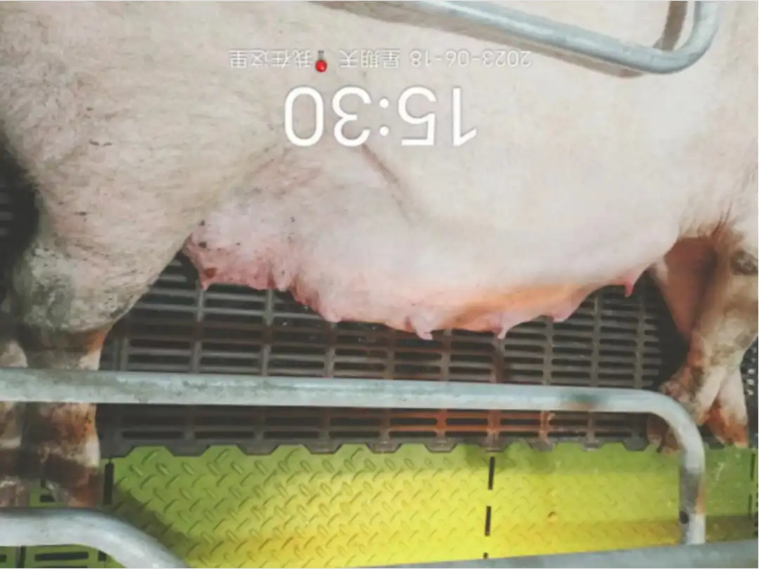 母猪的产后护理