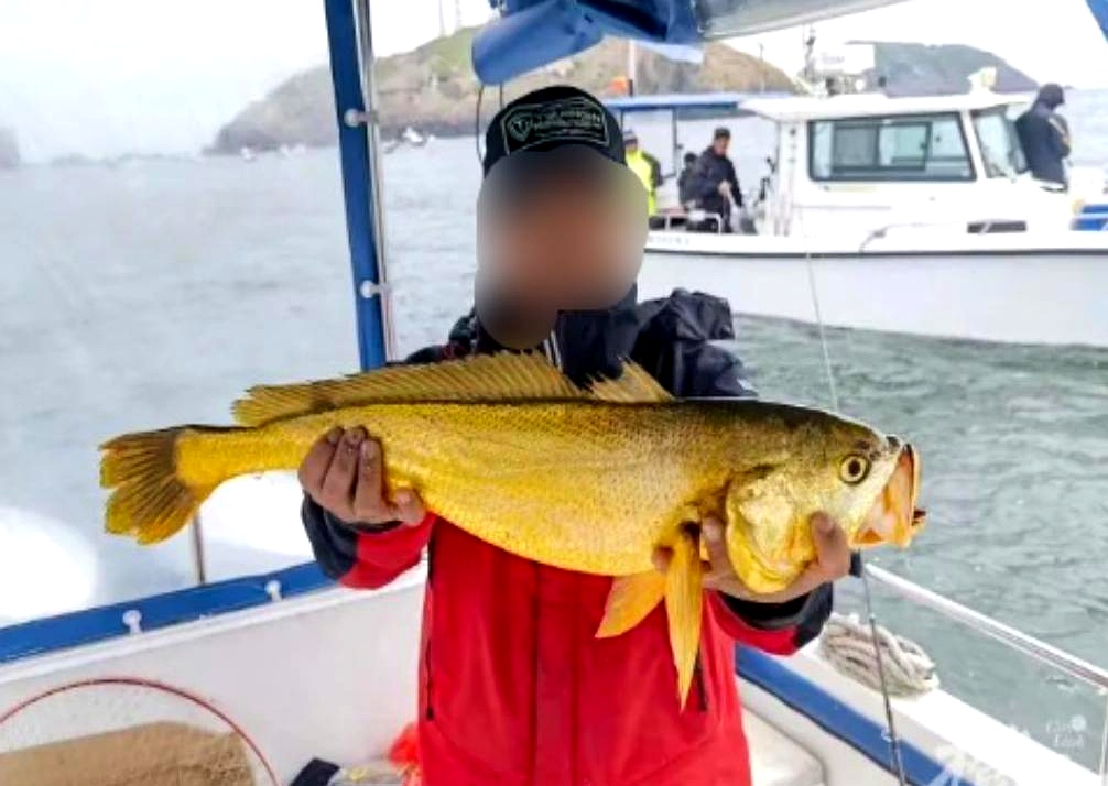 大黄鱼多少钱一斤