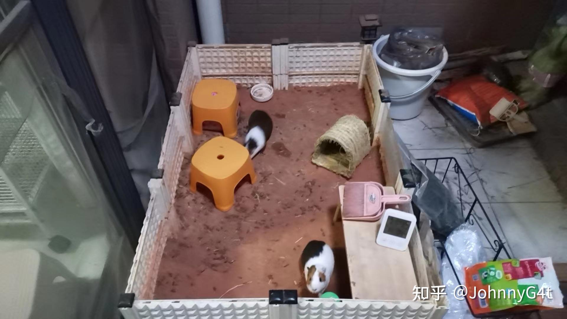 豚鼠养殖