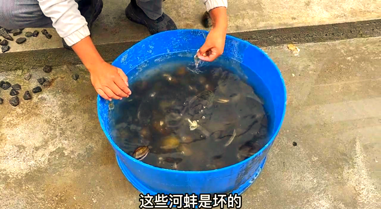 河蚌养殖