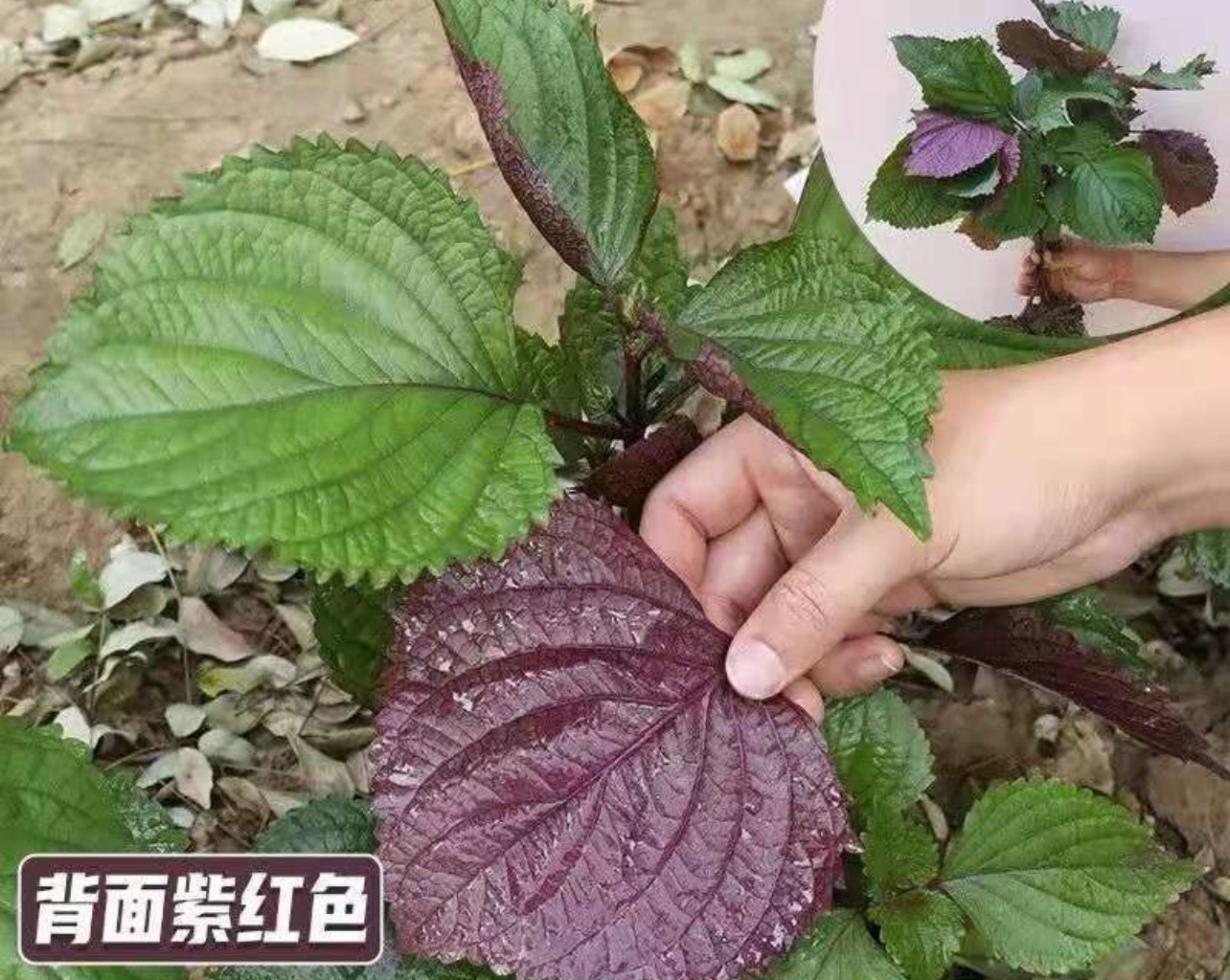紫苏为什么种不活 紫苏的最佳种植时间和方法