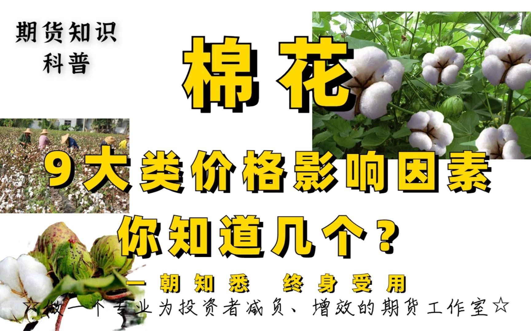 做被子的棉花多少钱一斤 济南和新疆棉花价格解析