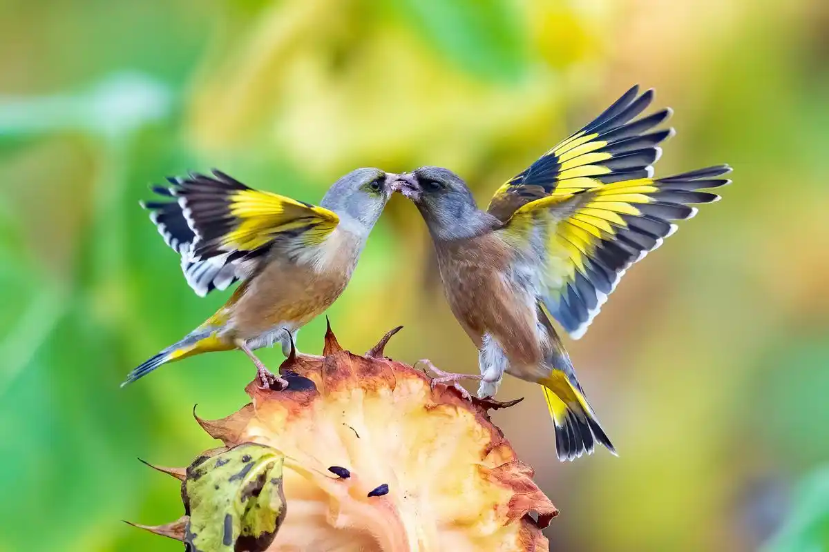 24小时品茶指南：从晨曦到深夜的茶香之旅