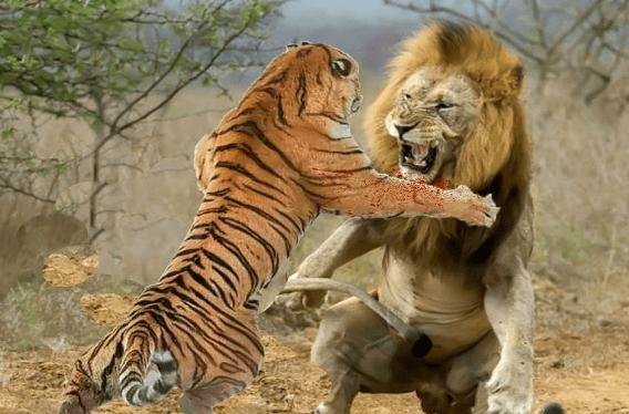 虎玛琪丽捕猎的鳄鱼需要多少只狮子才能对付?...