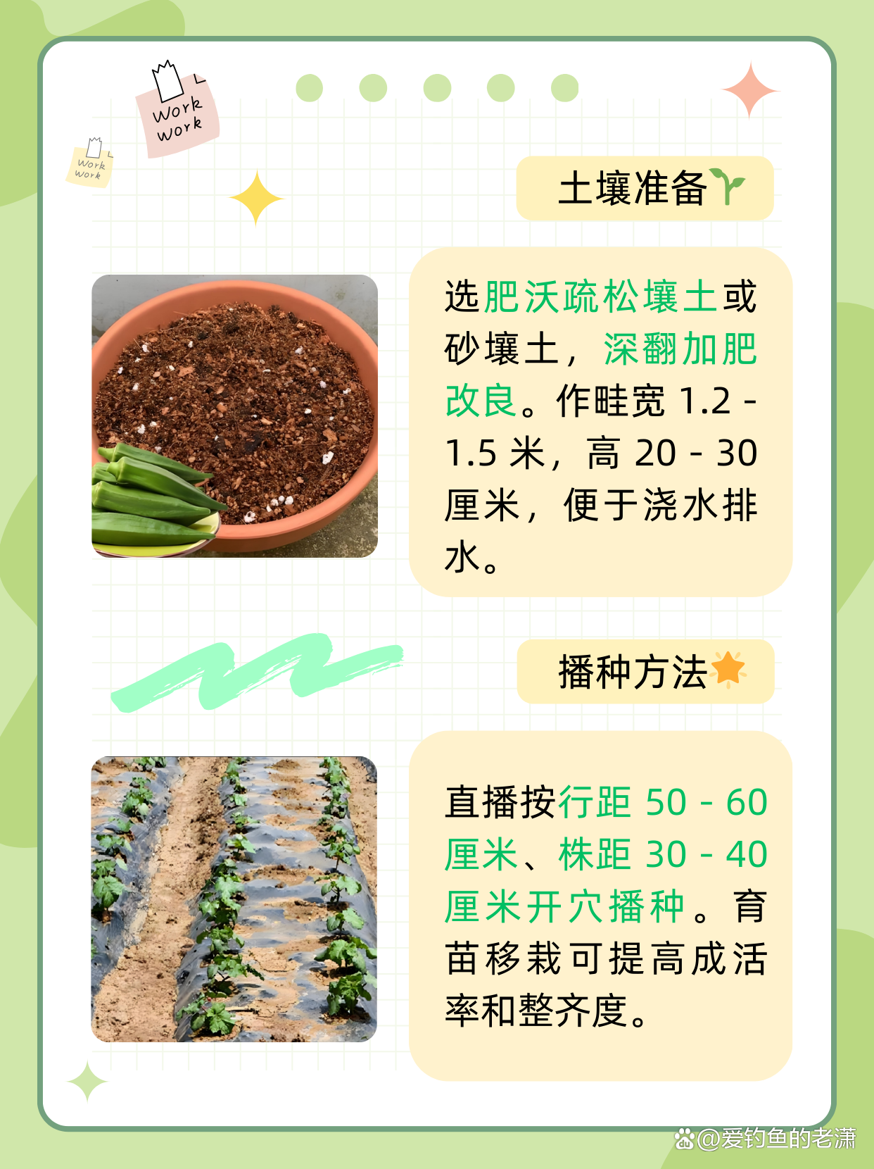 秋葵怎么种植 秋葵应如何种植