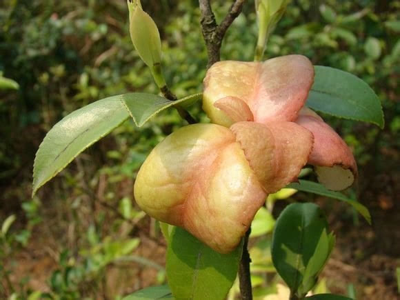 茶泡不好,为什么不要怪茶?...